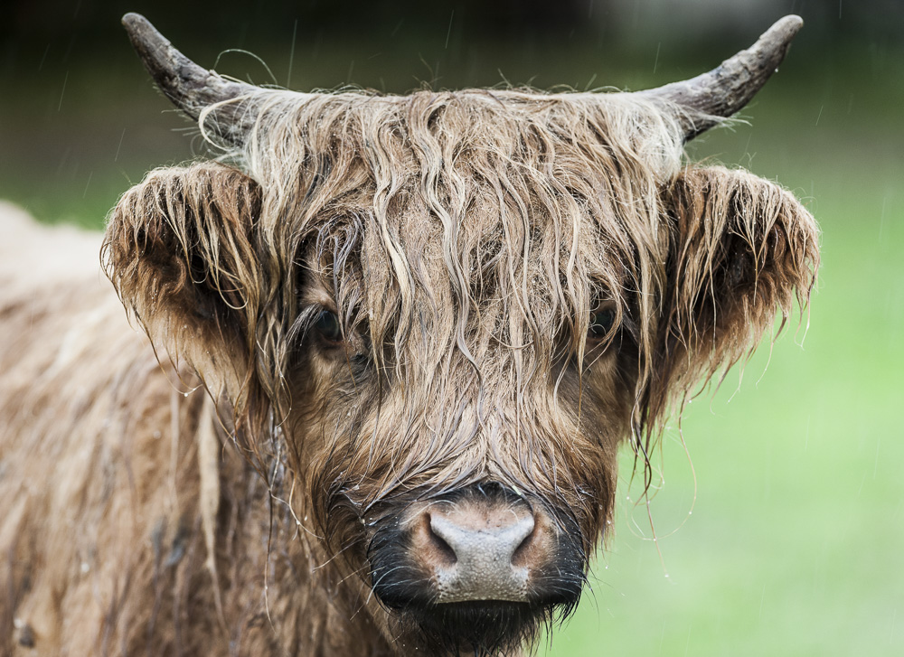 12. Platz Johann Kerler